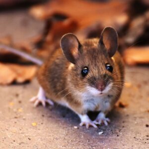 A close-up of a small brown mouse standing on a textured surface.