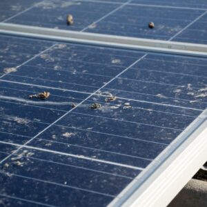 Close-up of blue solar panel surfaces splattered with white and gray bird droppings.