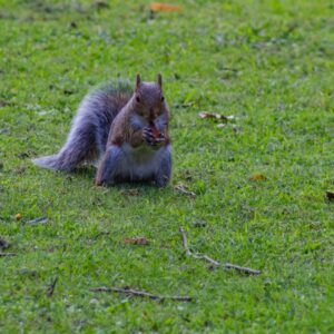 A squirrel sitting on a patch of grass holding a nut in its paws.