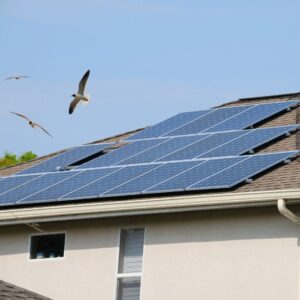 Three seagulls flying above a residential roof fitted with an array of solar panels.