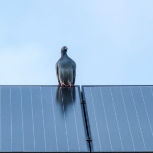 A single pigeon perching on the top edge of a solar panel.