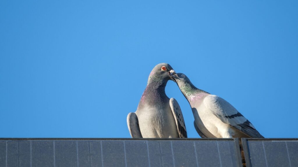 Two pigeons touching beaks while standing together on top of a solar panel.