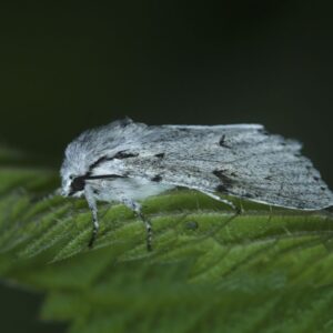 A close-up side profile of a moth with gray and white speckled wings resting on the edge of a green, serrated leaf.