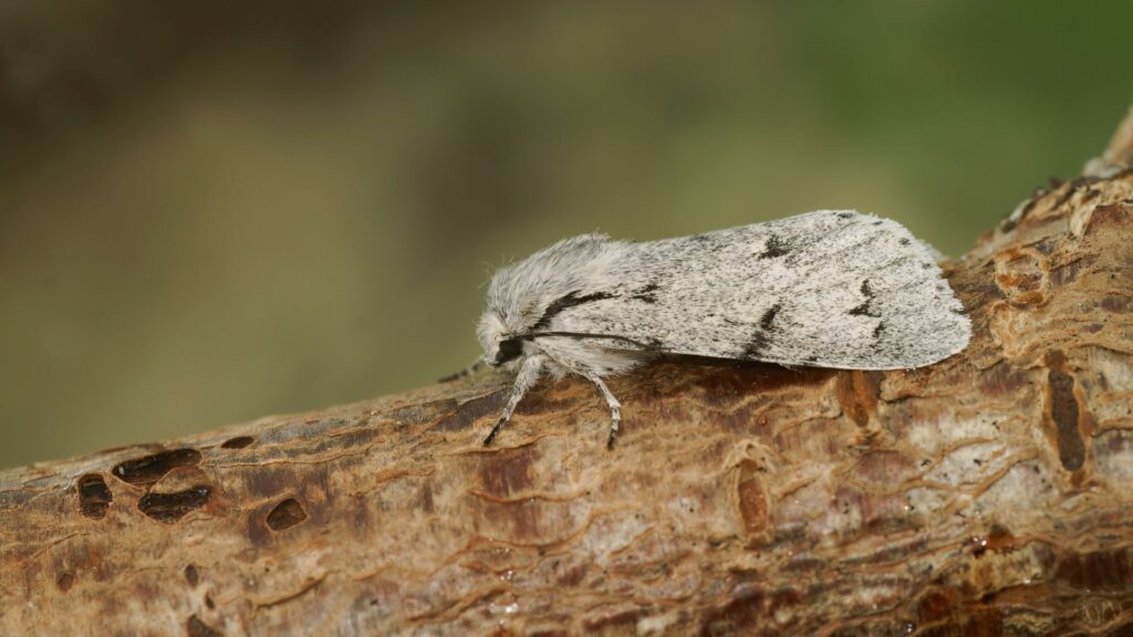 A side view of a furry, gray and white moth perched on a textured brown tree branch.