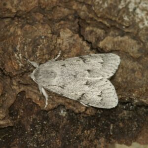 A top-down view of a gray and white patterned moth resting against rough tree bark, displaying the symmetry of its wings.