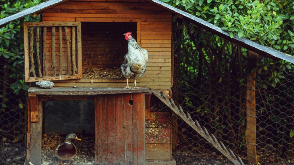 chicken and chicken coop