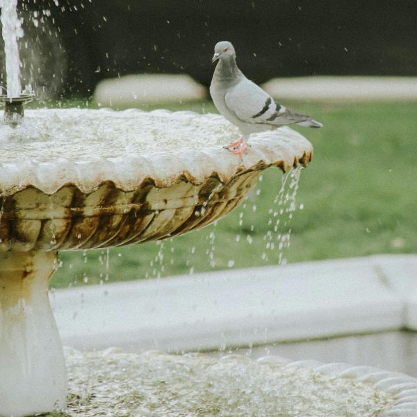 bird on fountain
