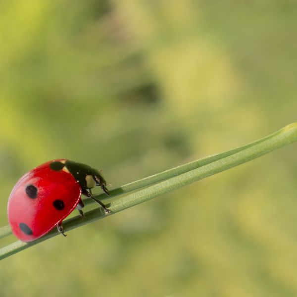lady bug