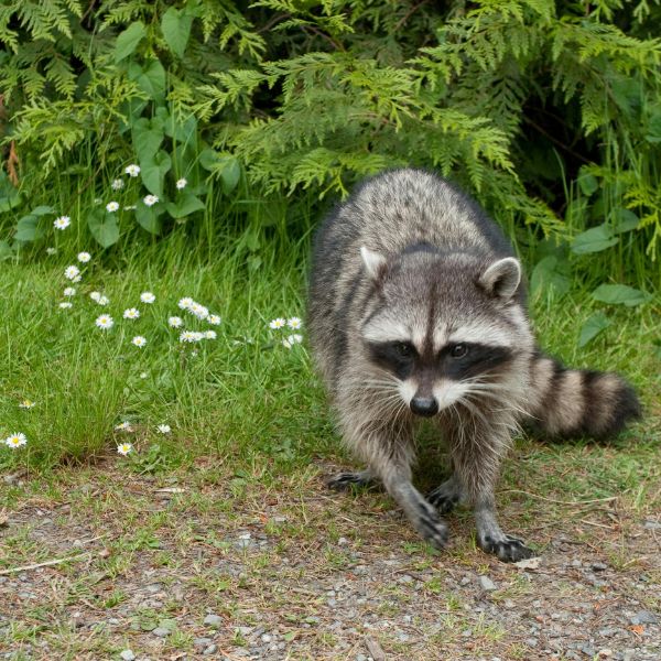 raccoon