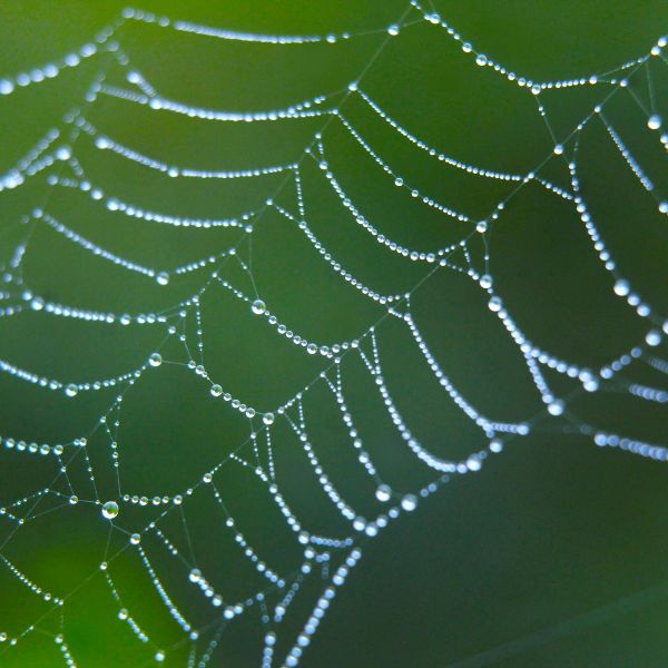 spider web