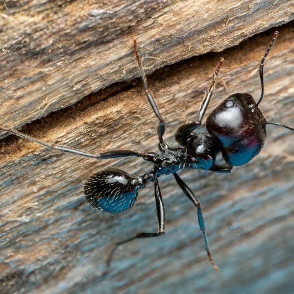 ant