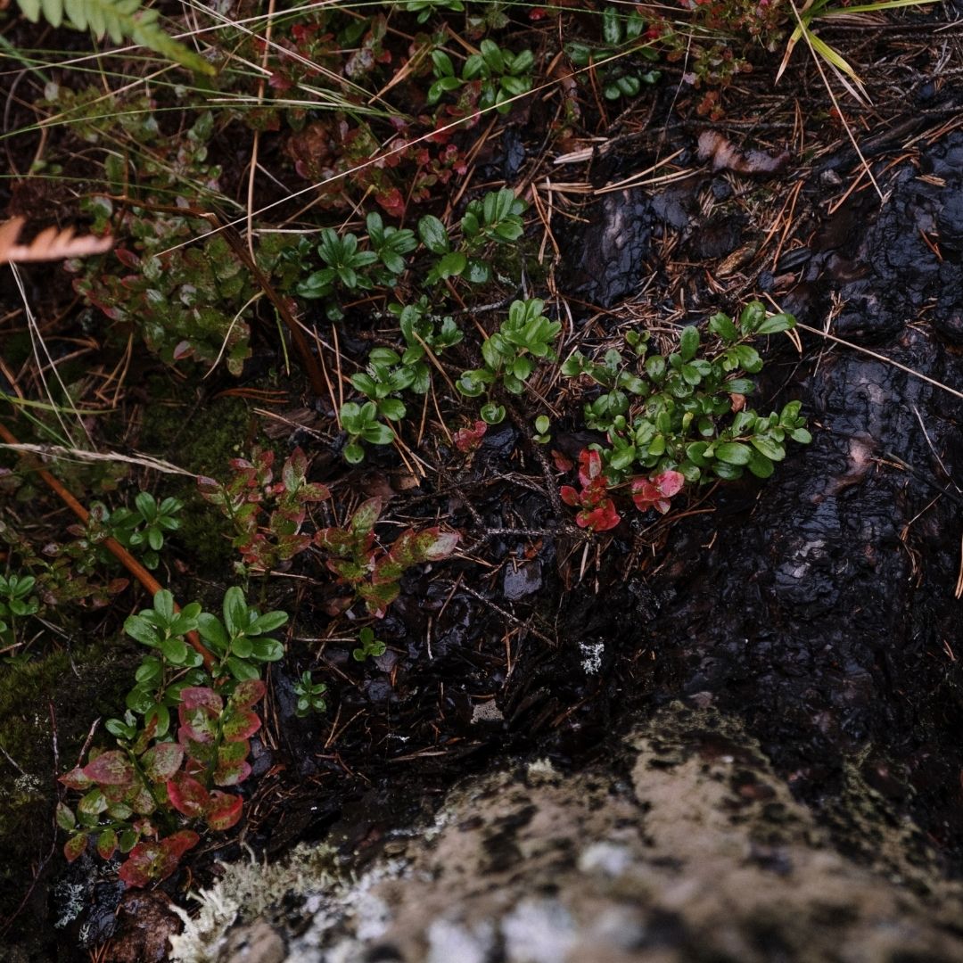 Ants escaping flooded soil during a spring rainstorm.