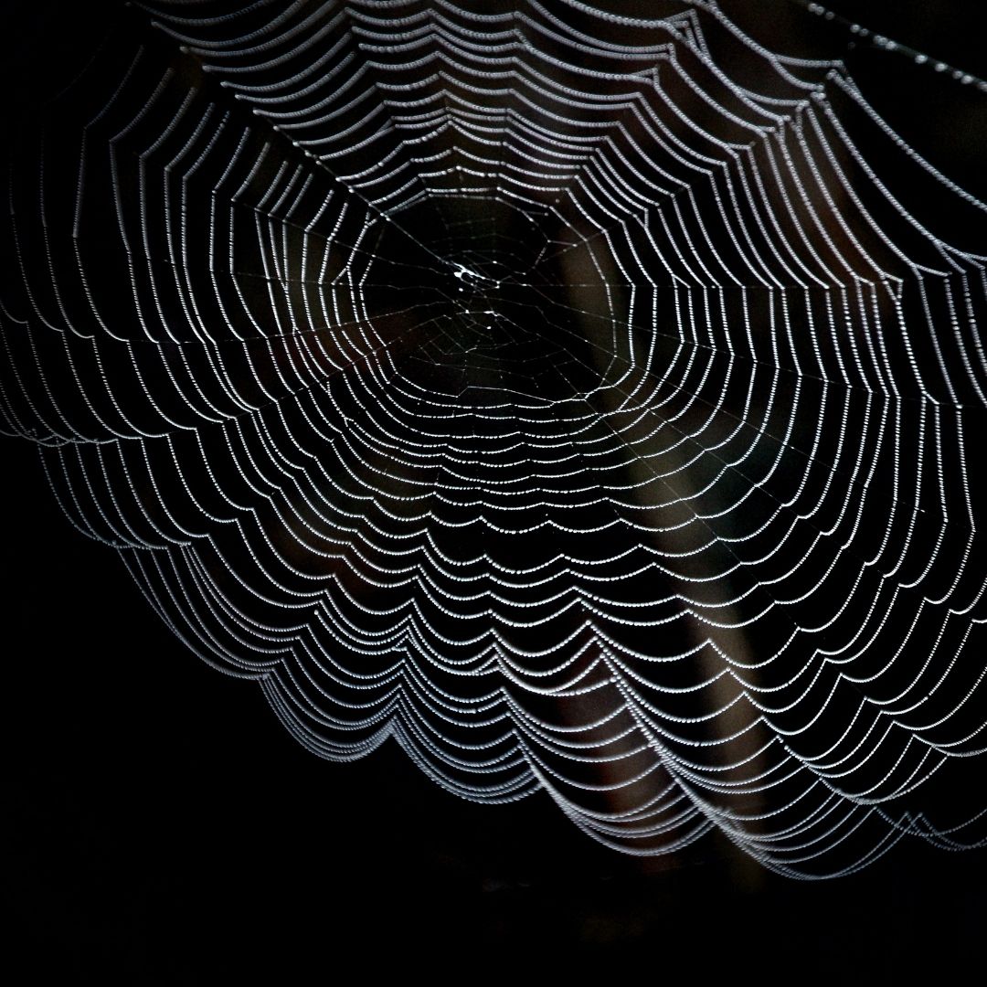 Spider spinning a web indoors to escape rain.