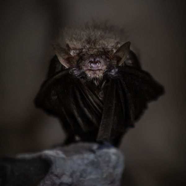 bat