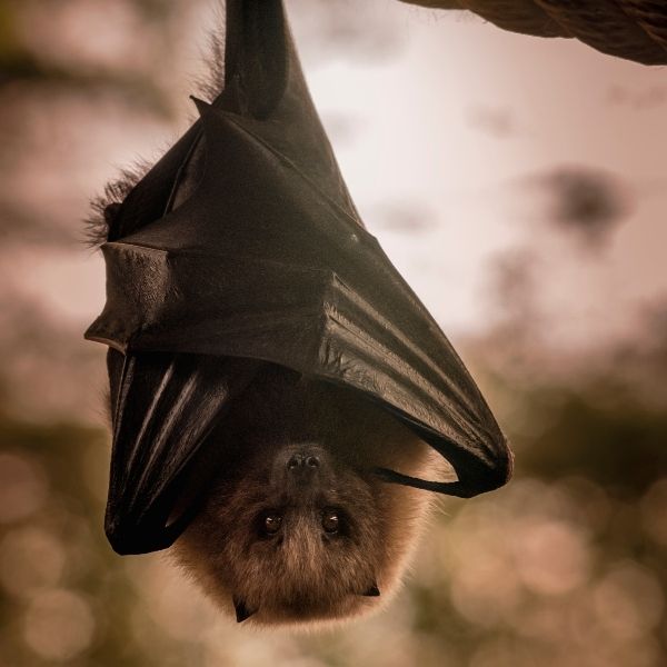 hanging bat