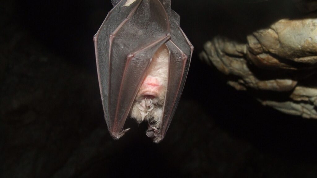 bat