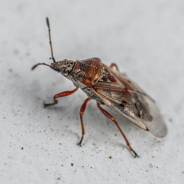 false chinch bug