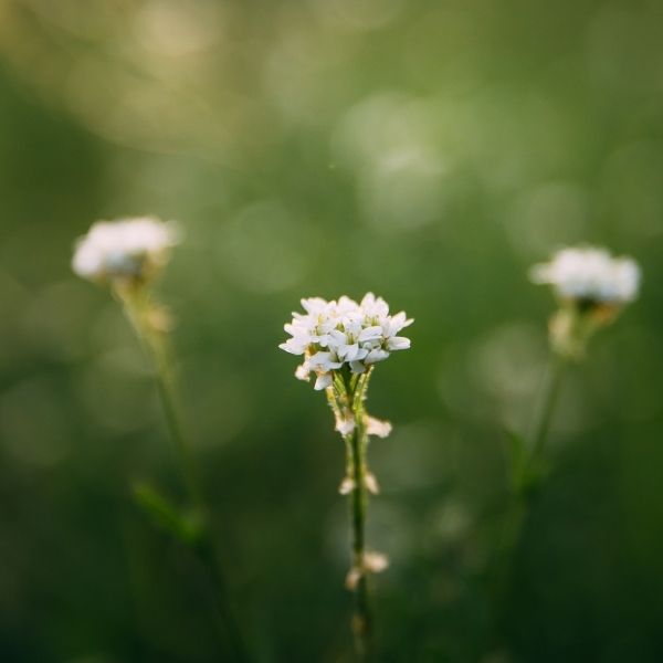 mustard weed
