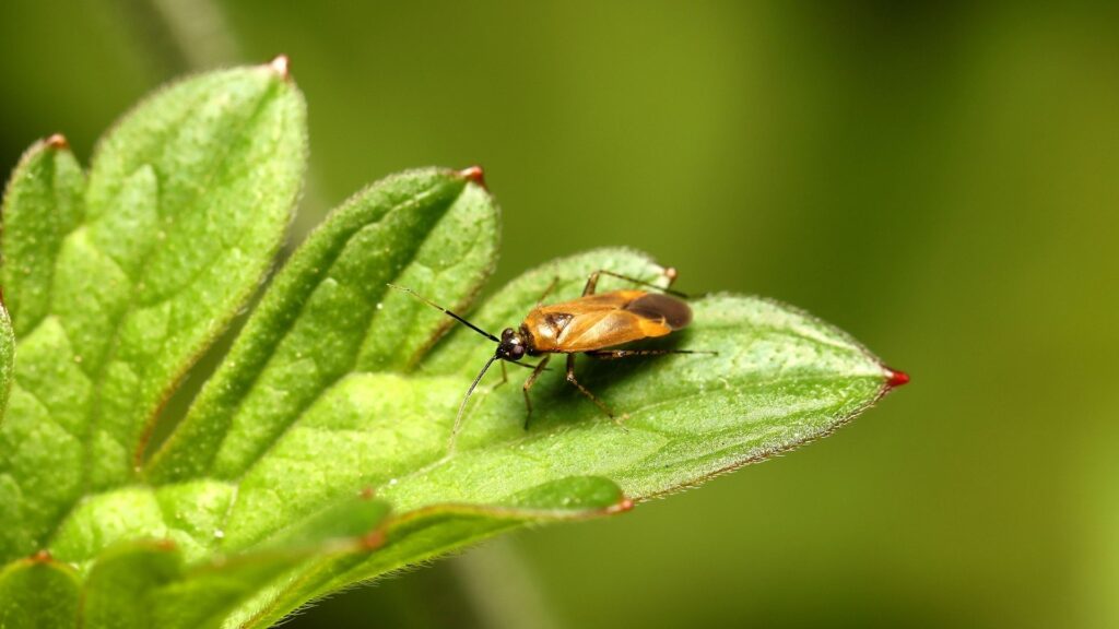false chinch bug on a leaf