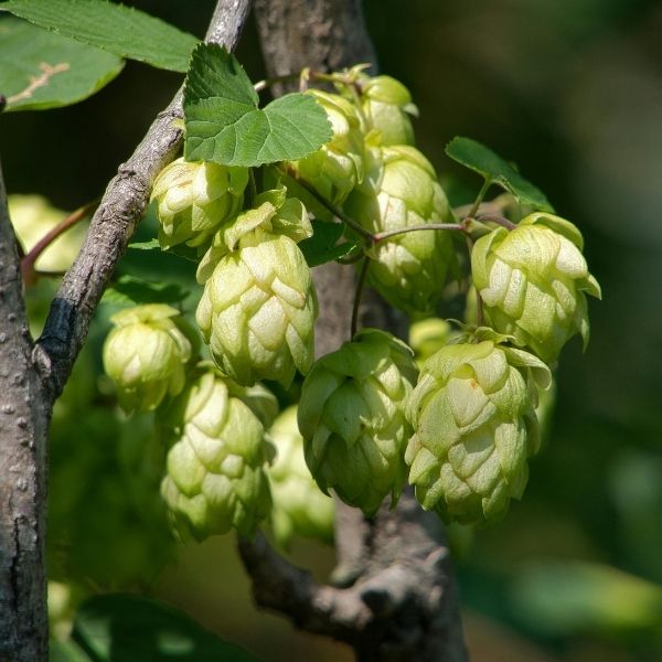 hop plant