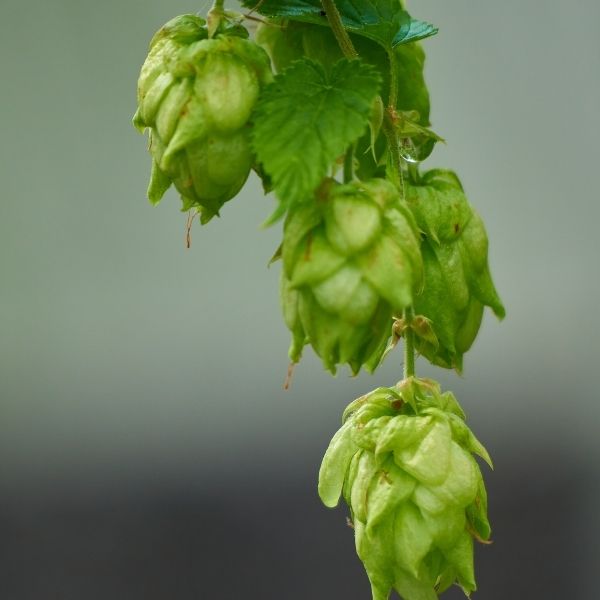 hop cones