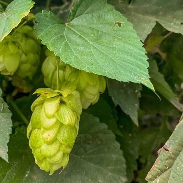 beer hops
