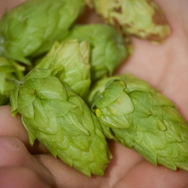 close up of hops