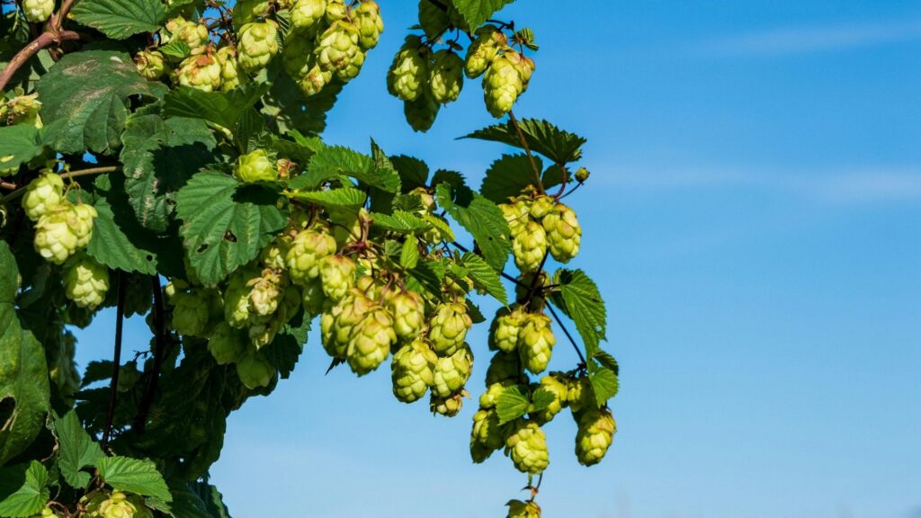 hop plant