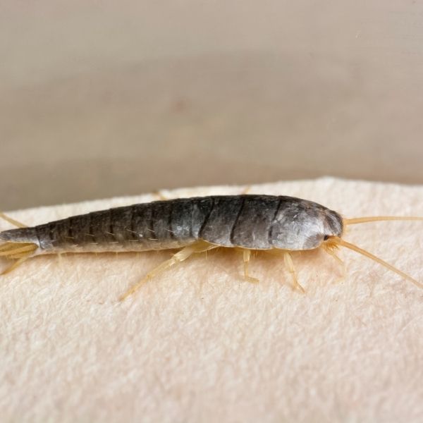 silverfish