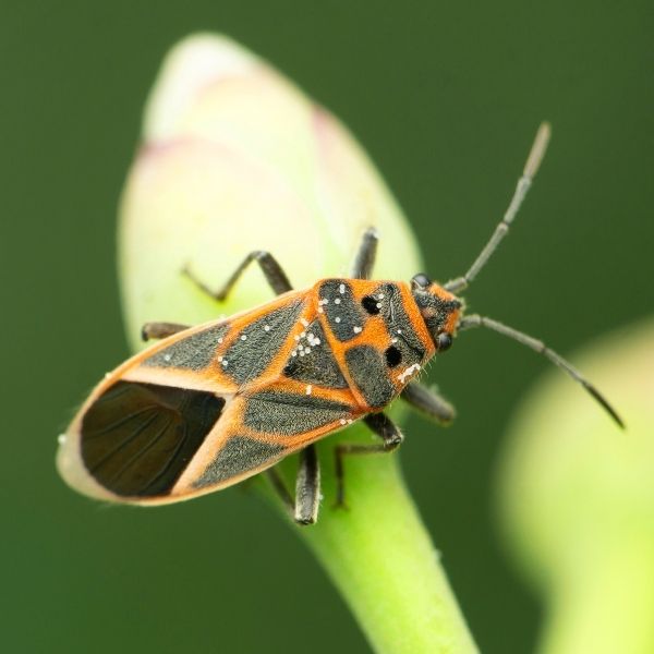 boxelder bug